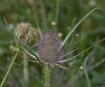 Teasel